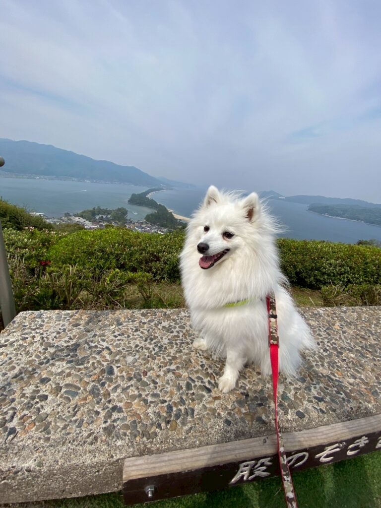 天橋立ビューランドの頂上にある、股のぞき台の上で愛犬の写真を撮影。