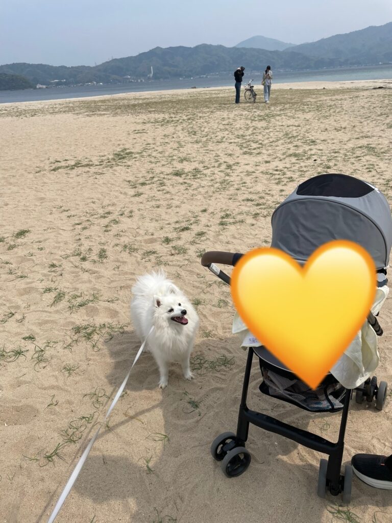 天橋立を犬&赤ちゃん連れで散策している。脇には砂浜もあるので、ベビーカーやペットカートを利用する人は気を付ける必要がある。